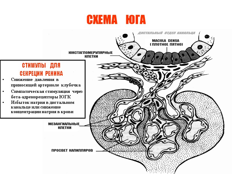 СХЕМА    ЮГА СТИМУЛЫ  ДЛЯ  СЕКРЕЦИИ  РЕНИНА Снижение 